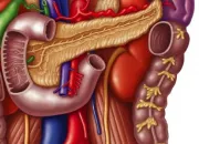 Quiz Pancreas and biliary tree