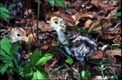 Young turkeys are also known as_______.