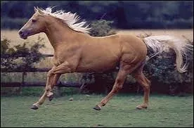 What breed of horse is in the picture?