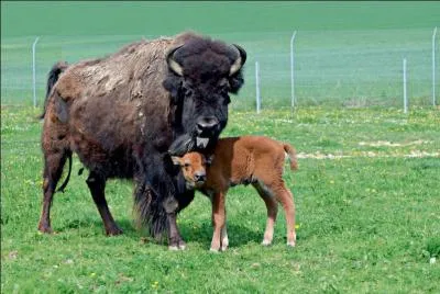 Buffalo Bill, plains, herds!