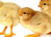 Quiz Life Cycle of Chickens