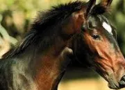 Quiz Horse Markings