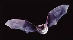 Bats are blind?