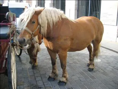 What is the breed of this French horse?