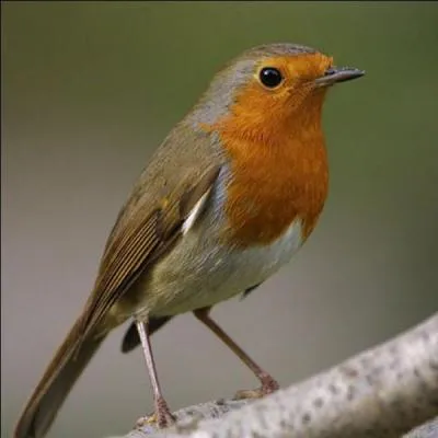 What is the name of this bird?