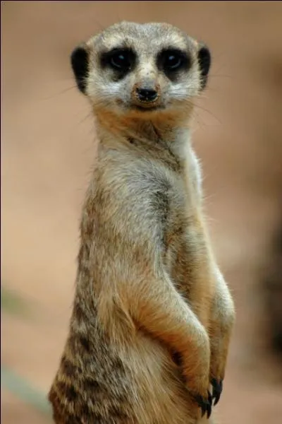 Select the habitat this meerkats live in.