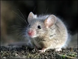 What is mouse phobia called?