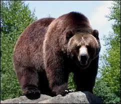 On which continent does the Grizzly bear live?