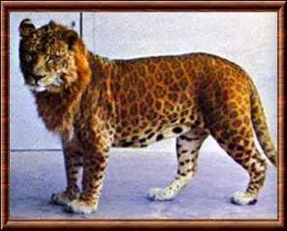 A leopon is a hybrid, the result of crossing a lioness with a...