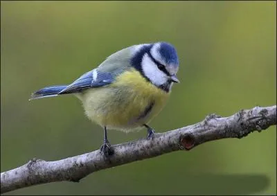 What is this pretty sparrow ?