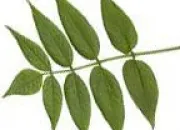 Quiz Leaves