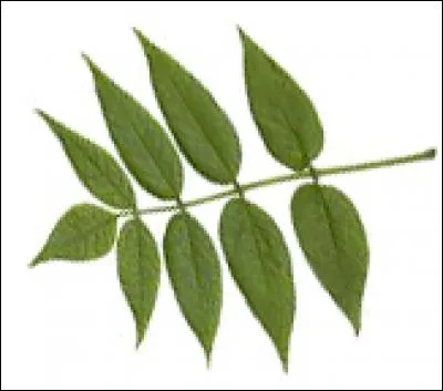 What type of tree does this leaf come from?