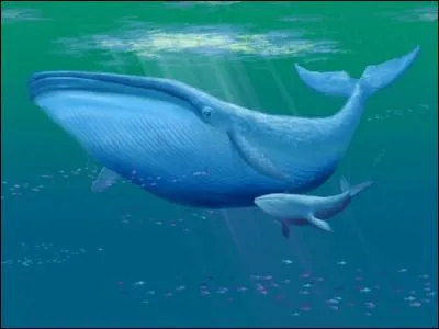 The adult blue whale is the largest living animal on planet Earth.