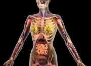 Quiz How much do you know about the human body?