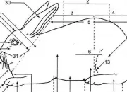 Quiz Can you guess these rabbit parts?