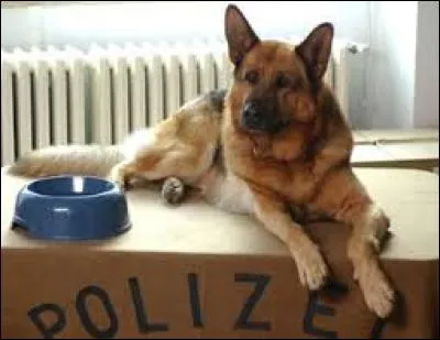 What is the name of this dog cop?