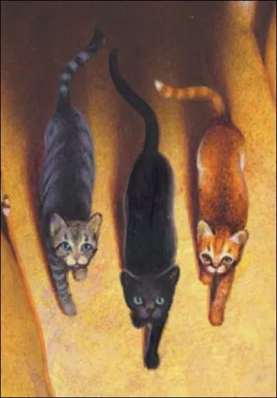 What are these three cats?